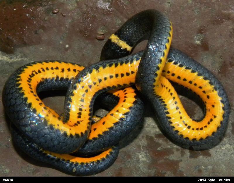 Northern Ring-necked Snake