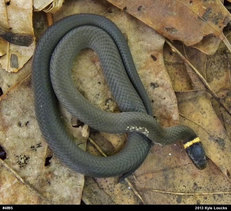 Northern Ring-necked Snake