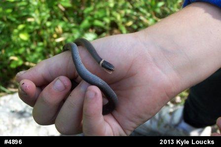Northern Ring-necked Snake