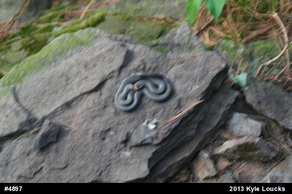 Northern Ring-necked Snake
