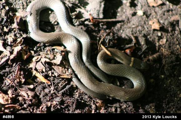 Northern Ring-necked Snake