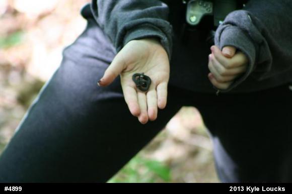Northern Ring-necked Snake