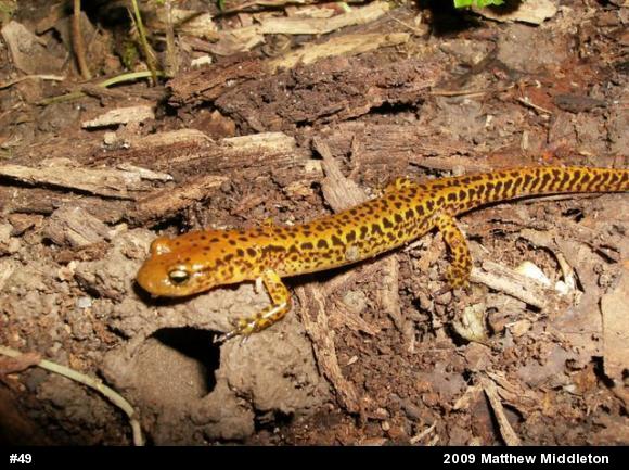 Eastern Long-tailed Salamander
