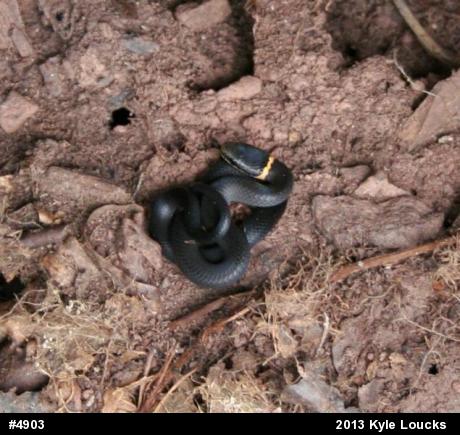 Northern Ring-necked Snake