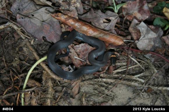 Northern Ring-necked Snake