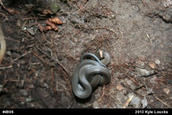 Northern Ring-necked Snake