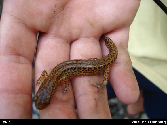 Eastern Long-tailed Salamander