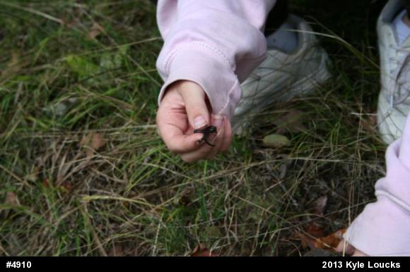 Northern Ring-necked Snake