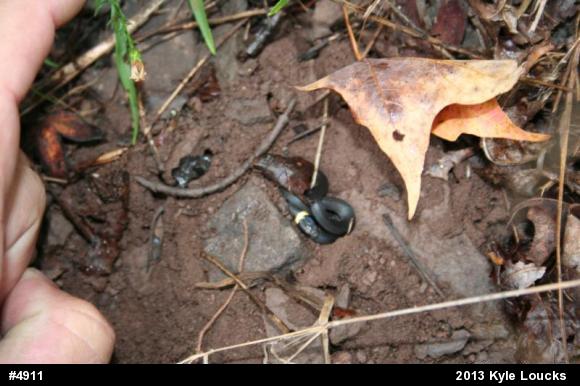 Northern Ring-necked Snake