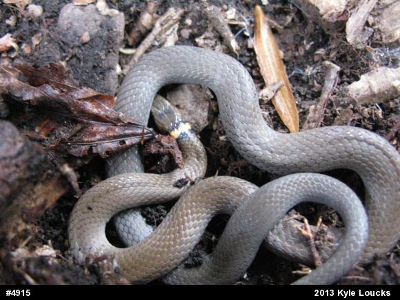 Northern Ring-necked Snake