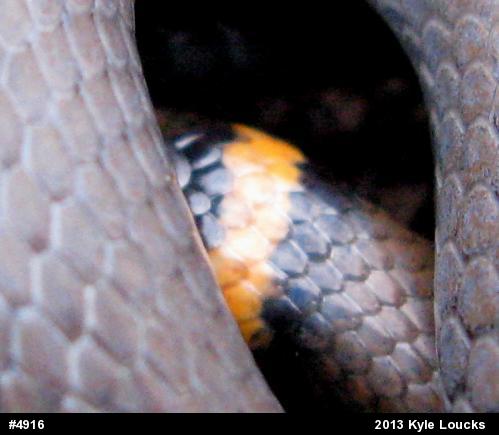 Northern Ring-necked Snake