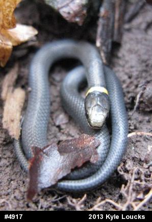 Northern Ring-necked Snake