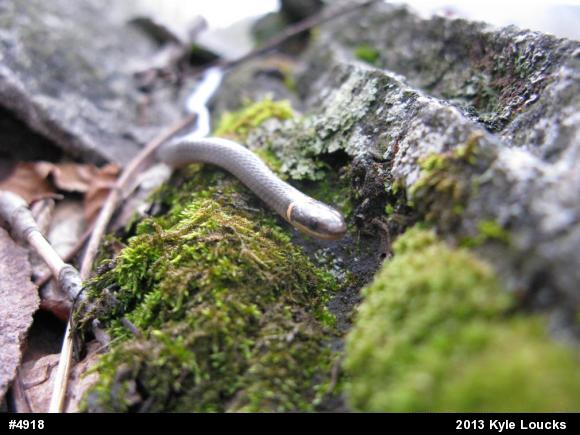 Northern Ring-necked Snake