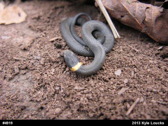 Northern Ring-necked Snake