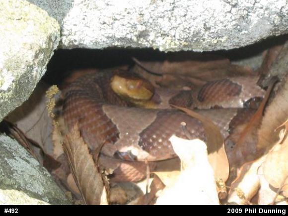 Northern Copperhead