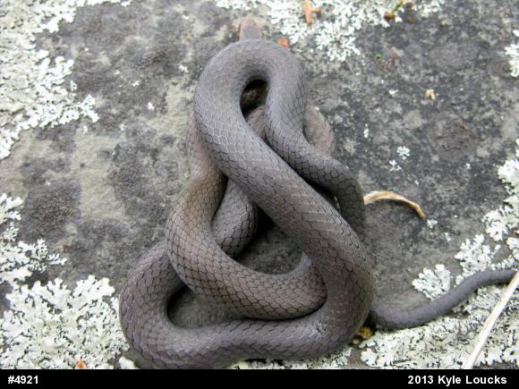 Northern Ring-necked Snake