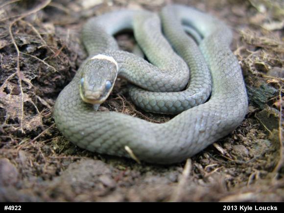 Northern Ring-necked Snake
