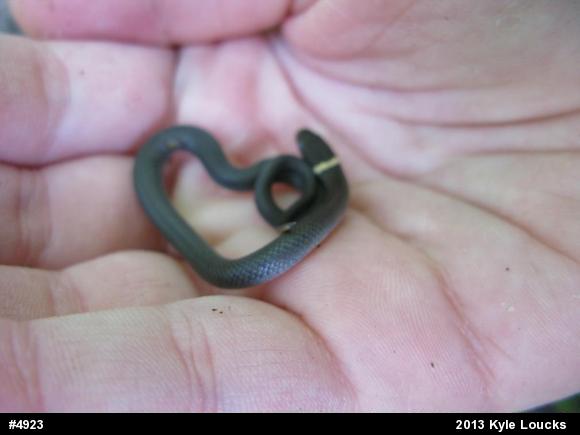 Northern Ring-necked Snake