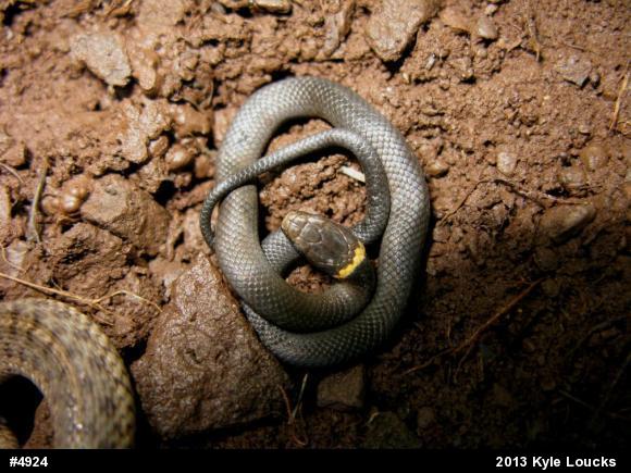 Northern Ring-necked Snake