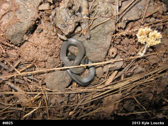 Northern Ring-necked Snake