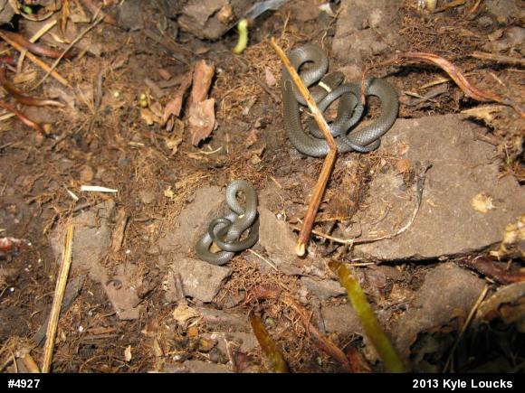 Northern Ring-necked Snake