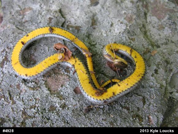 Northern Ring-necked Snake