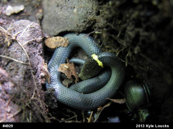 Northern Ring-necked Snake