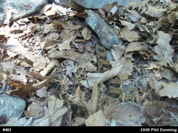 Timber Rattlesnake