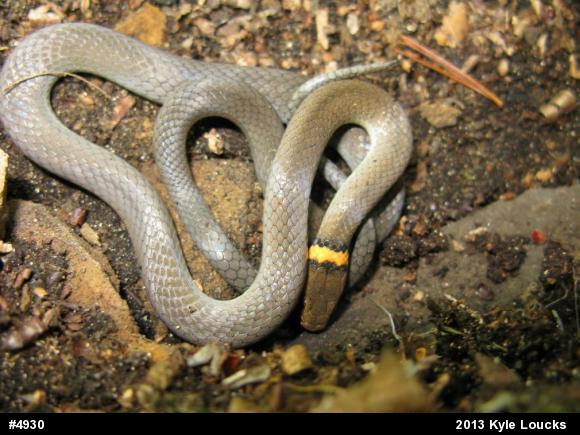 Northern Ring-necked Snake