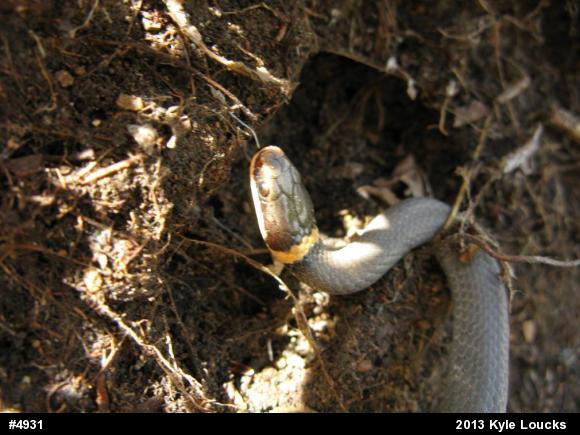 Northern Ring-necked Snake