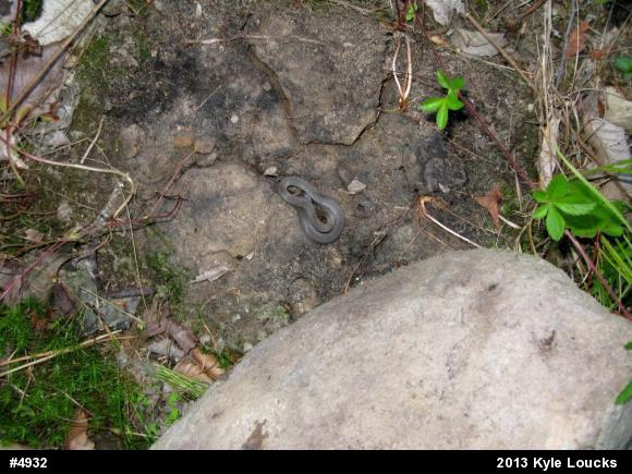 Northern Ring-necked Snake