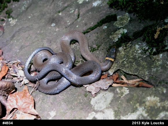 Northern Ring-necked Snake