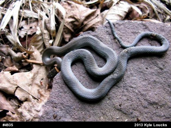 Northern Ring-necked Snake