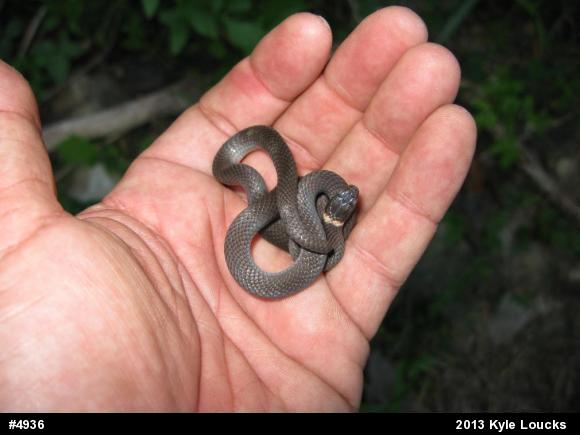 Northern Ring-necked Snake
