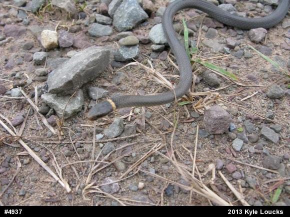 Northern Ring-necked Snake