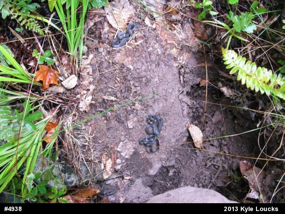 Northern Ring-necked Snake