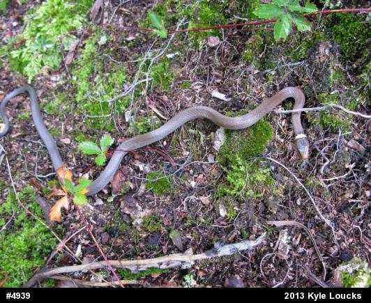 Northern Ring-necked Snake