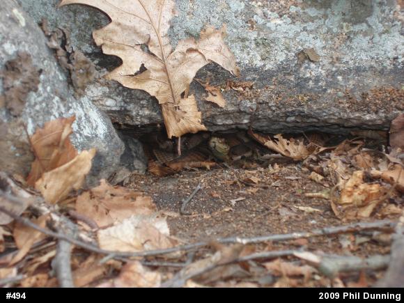 Northern Copperhead