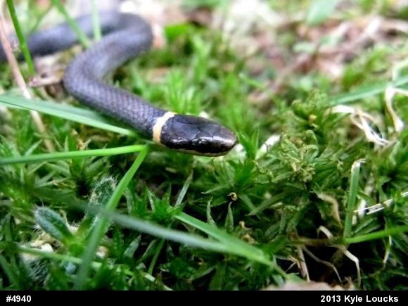 Northern Ring-necked Snake