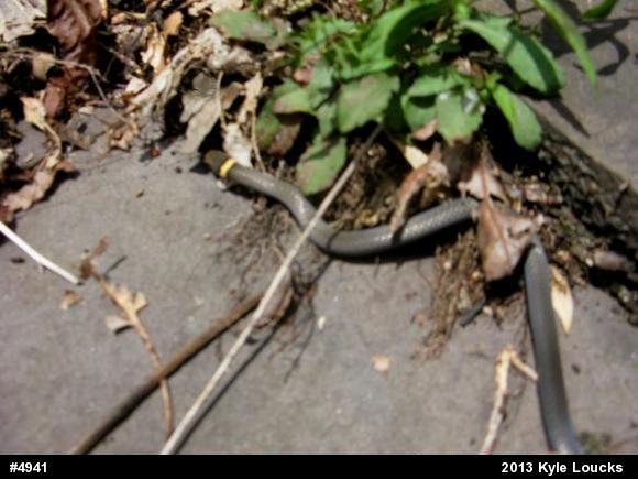 Northern Ring-necked Snake