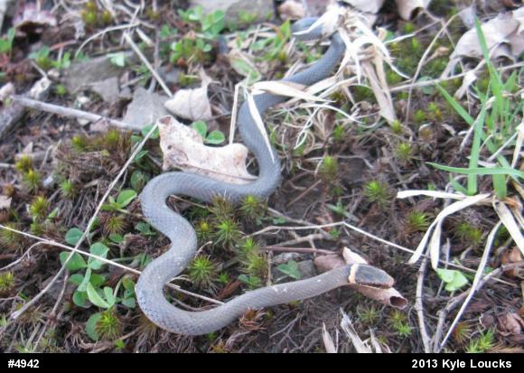 Northern Ring-necked Snake