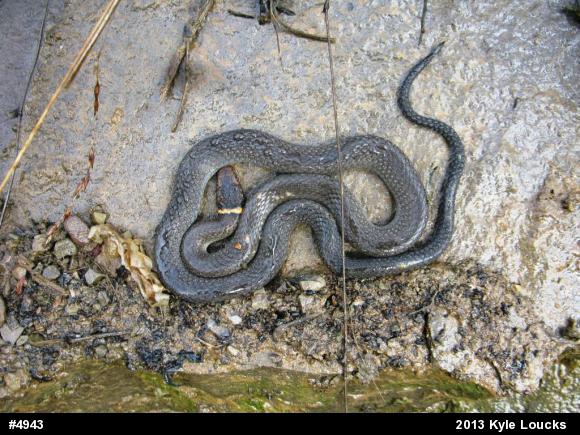 Northern Ring-necked Snake