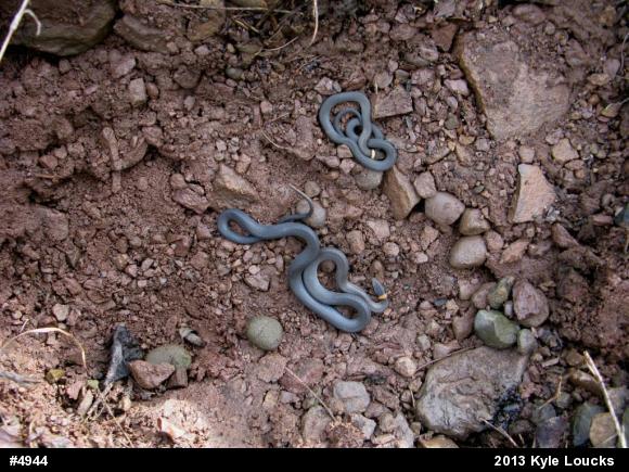 Northern Ring-necked Snake