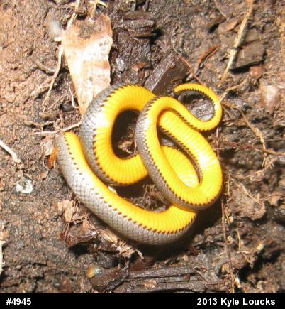 Northern Ring-necked Snake