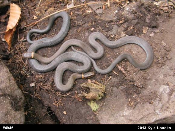 Northern Ring-necked Snake