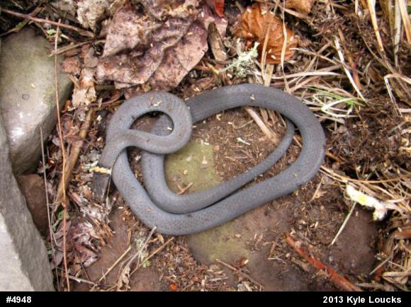 Northern Ring-necked Snake