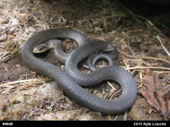 Northern Ring-necked Snake