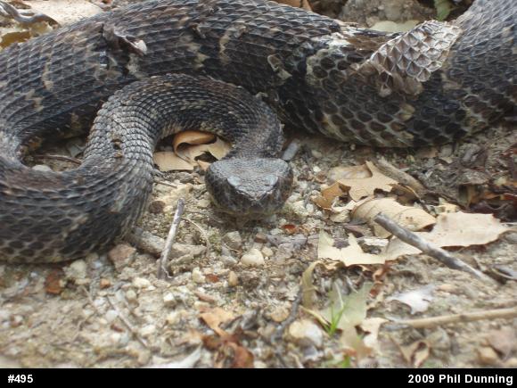 Timber Rattlesnake