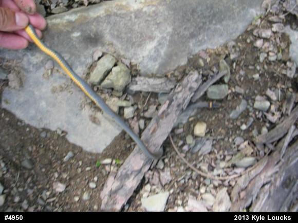Northern Ring-necked Snake