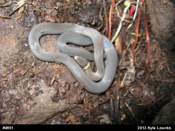 Northern Ring-necked Snake